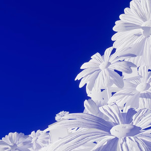 梦莲app官方下载手机版安装
